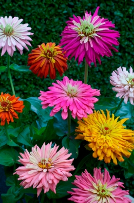 Picture of Zinnia Elegans - Giant Cactus Flowered